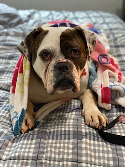  Helping Hands for Man’s Best Friend