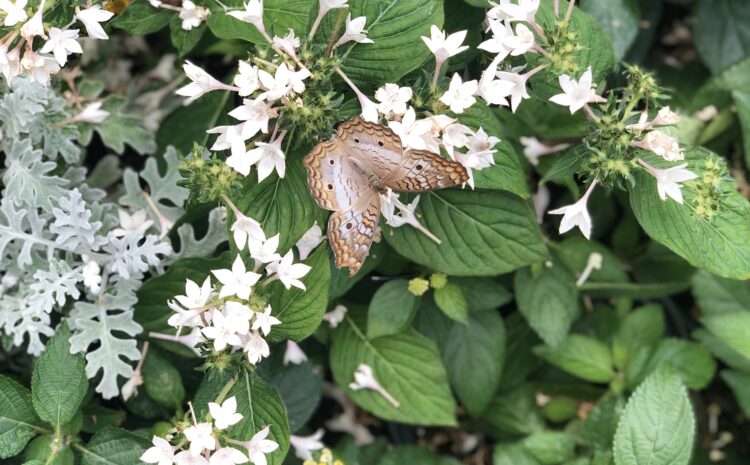  Spring into 2021