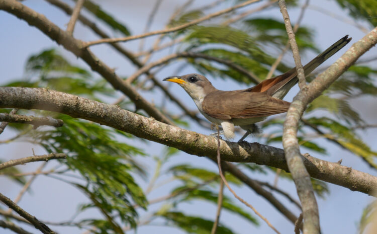  A Beginner’s Guide to Birding