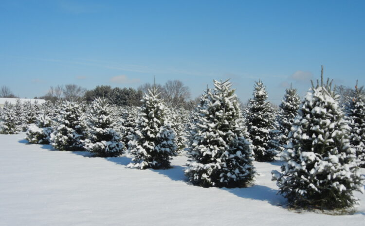  Bring Home Holiday Joy