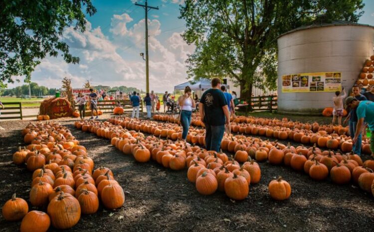  Fall Fun for All at Young’s Jersey Dairy 